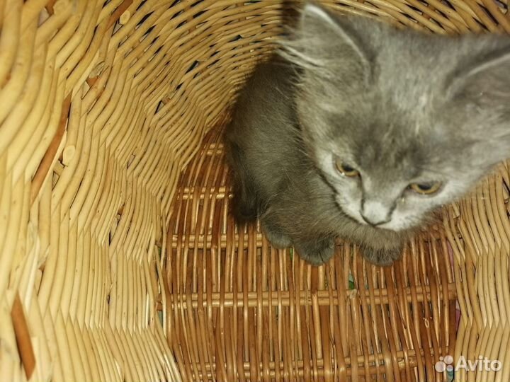 Котята 2 месяца