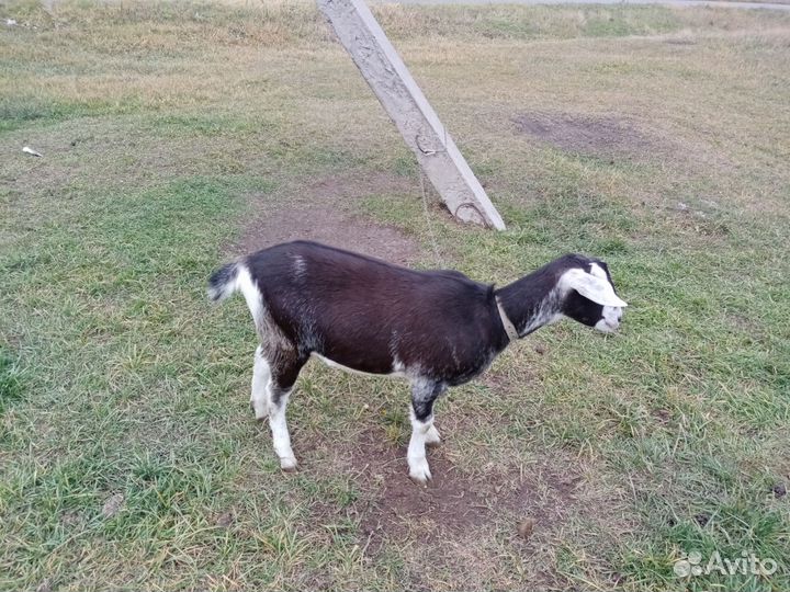 Англо нубийская козочка