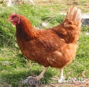 Куры несушки