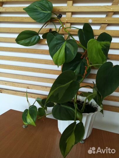 Филодендрон Brazil, Расписная Леди, хойя карноза