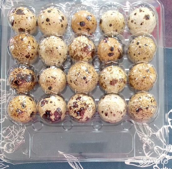 Яйца перепелиные инкубационное