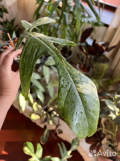 Филодендрон маска вариегатная
