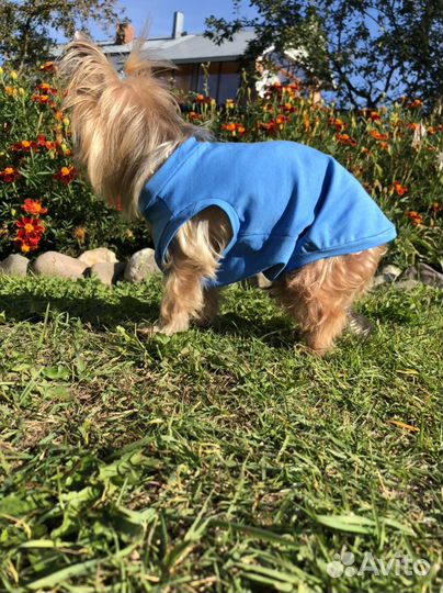 Пошив одежды для собак на заказ