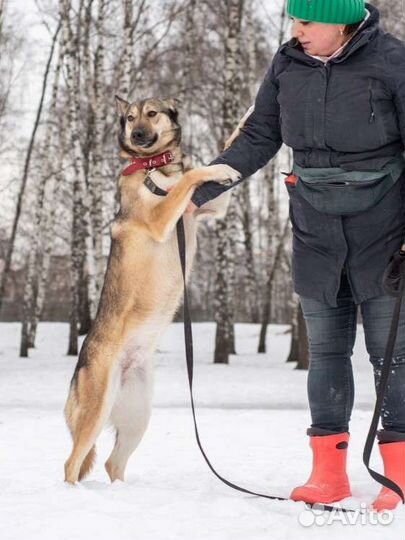 Обаятельная Марта сидит в приюте