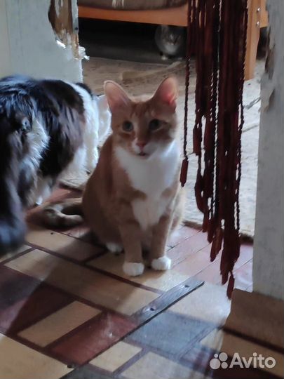 Котики и кошечки