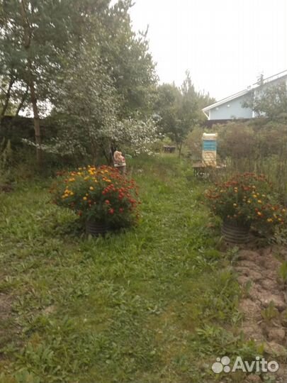 Мед