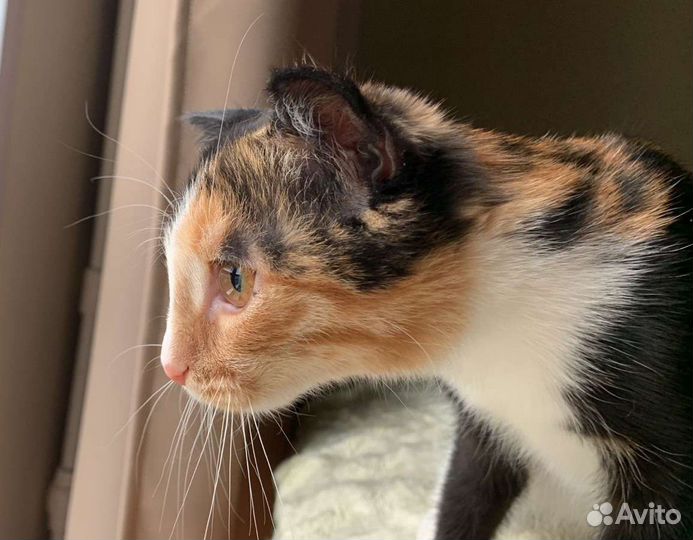 Девочка в добрые руки