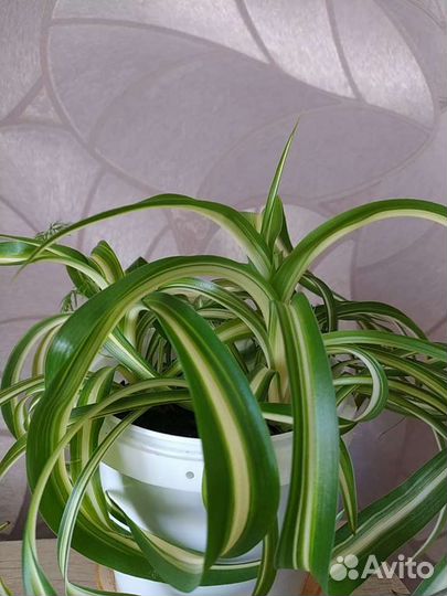 Хлорофитум