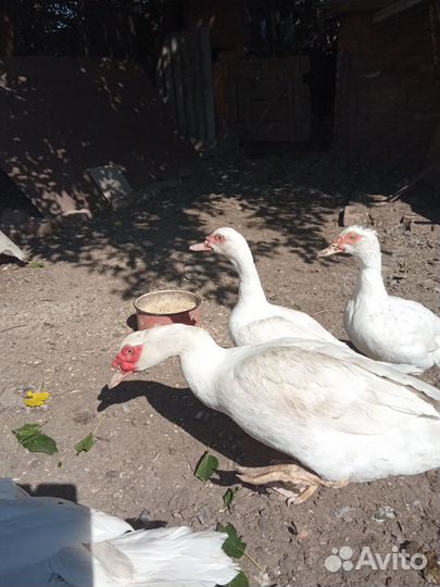 Индоутки тяжелой линии