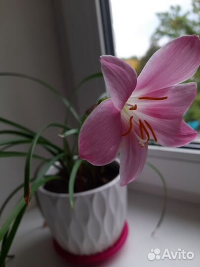 Зефирантес розовый