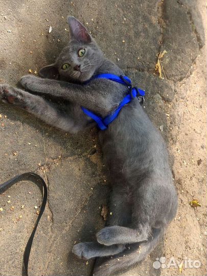 Том ищет дом