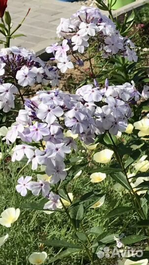 Многолетние метельчатые флоксы