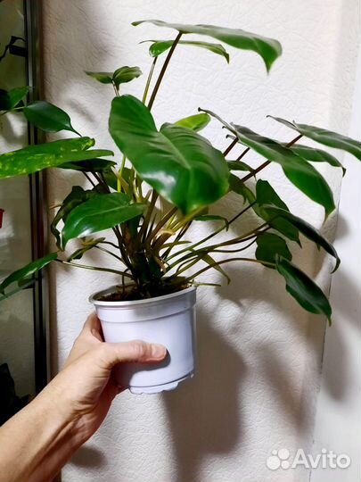 Филодендрон бурле маркс