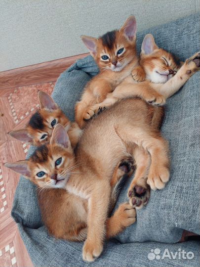 Абиссинские котята