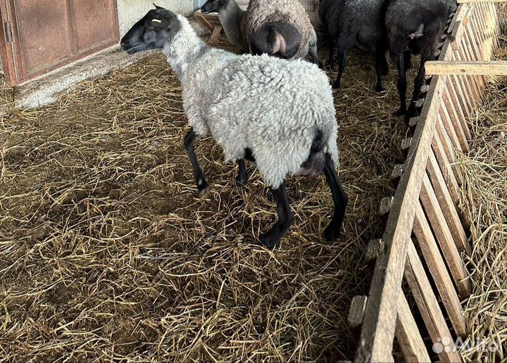 Овцы бараны