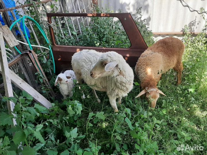 Матка с ягненком