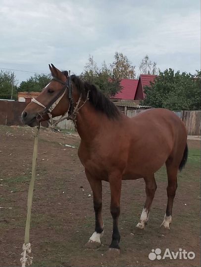 Лошадь кобыла