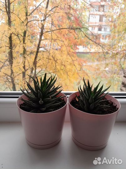 Флорариум суккуленты