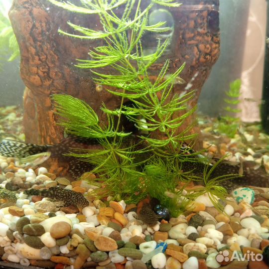 Сомики анцистры