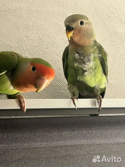 Птенец попугай неразлучник розовощекий