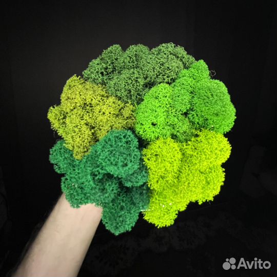 Стабилизированный Мох Ягель