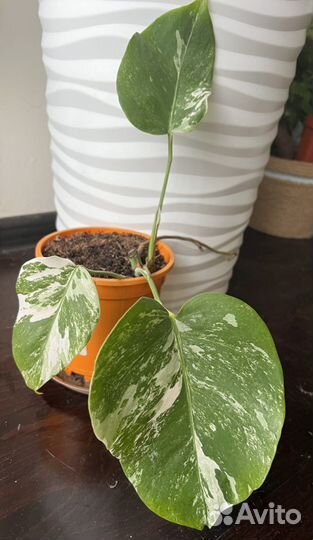 Монстера вариегатная альба