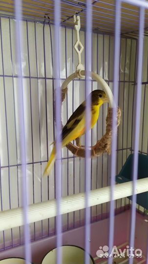 Канарейка, кенар