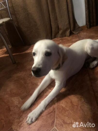 Собака Лабрадор