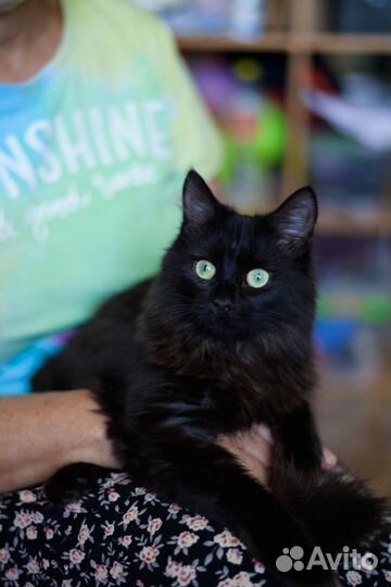 Ищем дом для кошечки