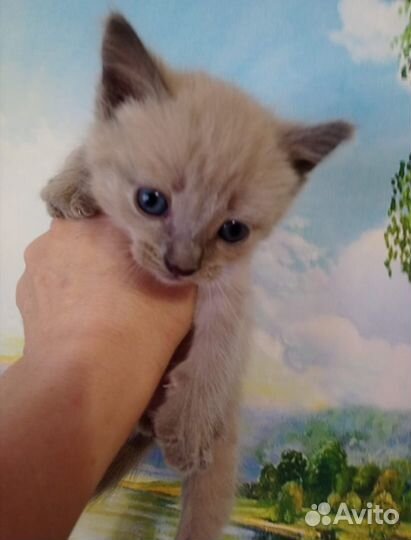 Котёнок Бантик ищет свой дом