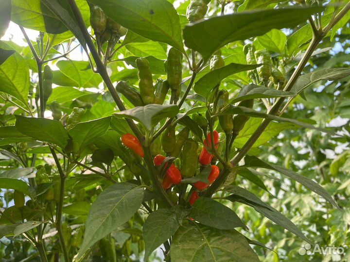 Перец суперострый