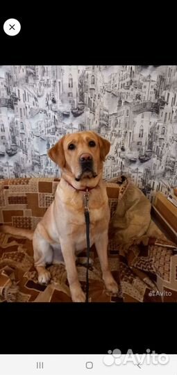 Лабрадорчики