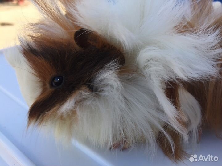 Продаются шикарные перуанские и ангорские морские