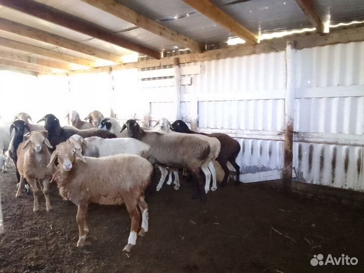 Курдючные бараны овцы