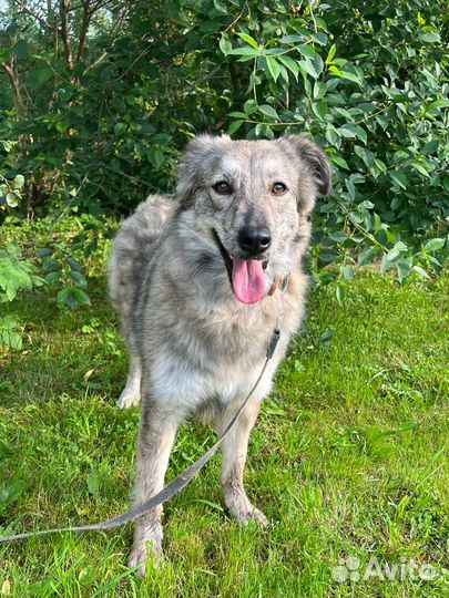 Собака девочка Айка 1,5 года