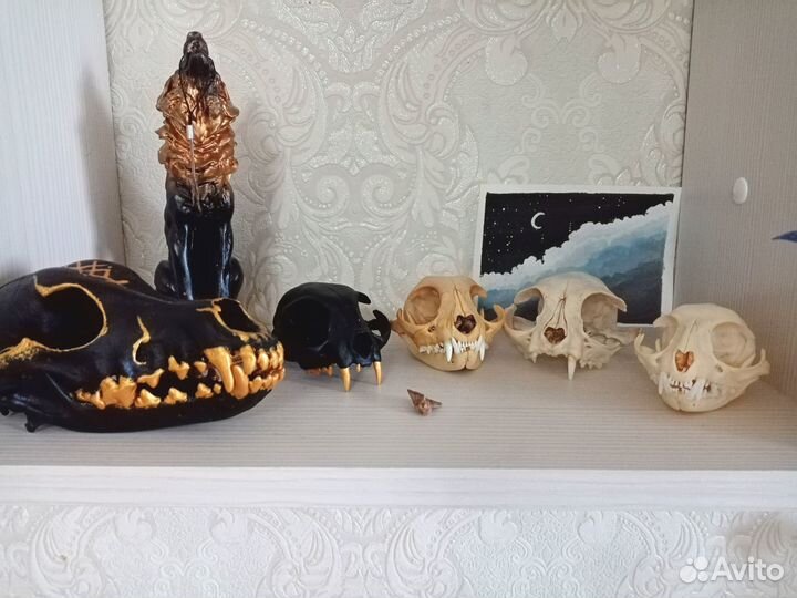 Черепа животных