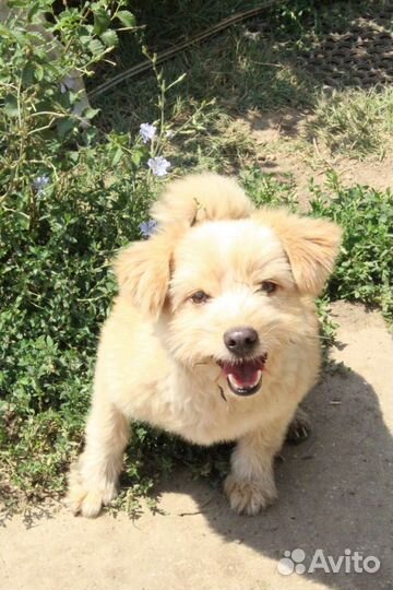 Метис болонки в добрые руки