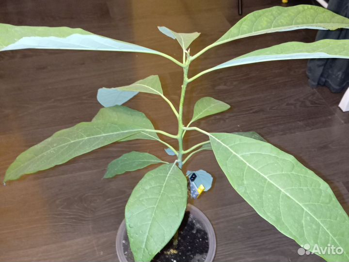 Авокадо растение