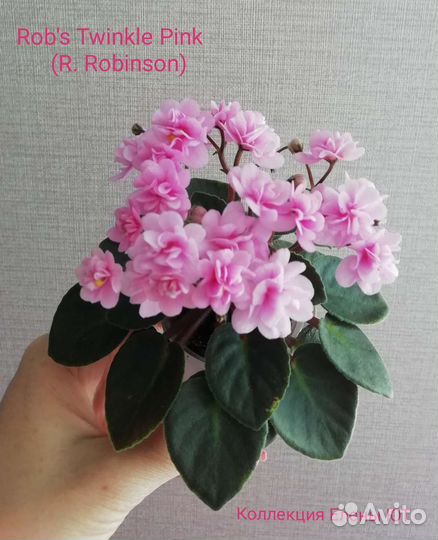 Сортовые фиалки мини