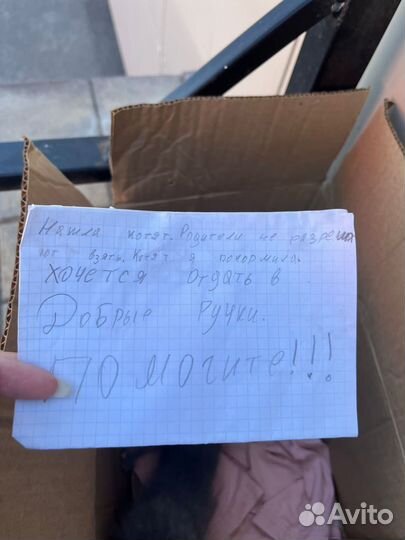 Котята в добрые руки