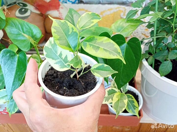 Домашние растения