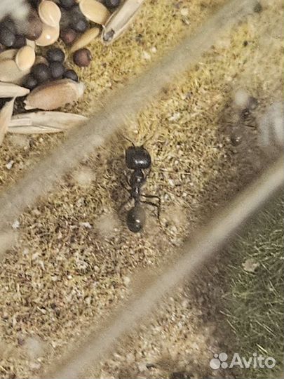 Формикарий муравьиная ферма