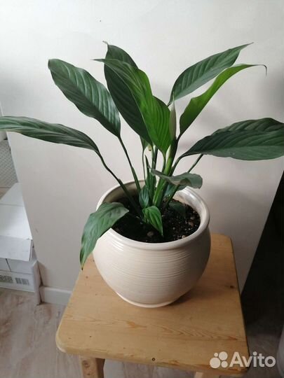 Спатифиллум пикассо