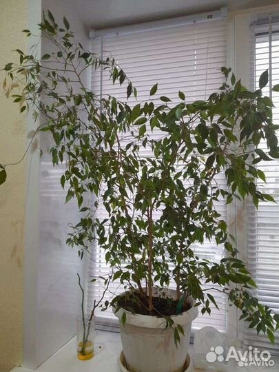 Фикус бенжамина