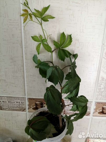 Девичий виноград зрелый куст