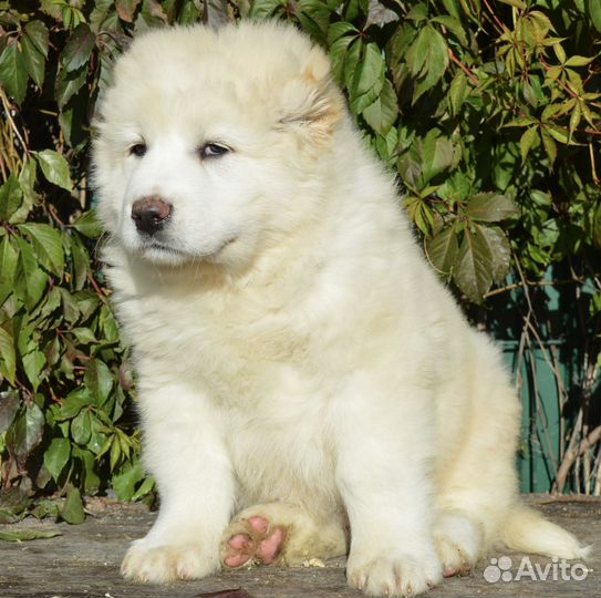 Кавказская овчарка мальчик белый