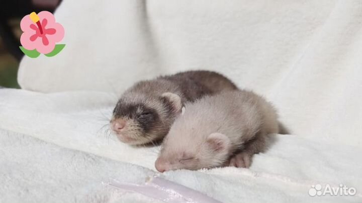 Хорек. Норка. Соболь. Ласка. Доставка