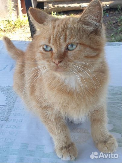 Котик в добрые руки)