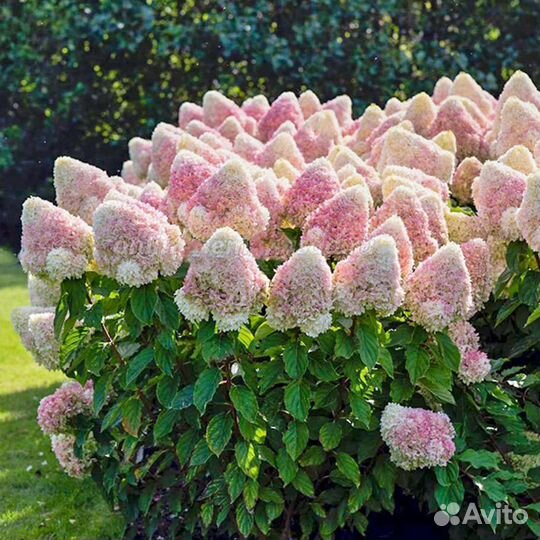 Гортензия метельчатая Кэнди Лав (Candy Love)