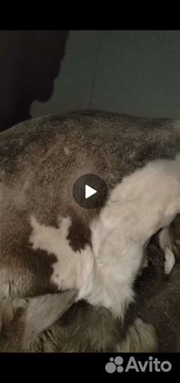 Оленья шкура 4000 штук